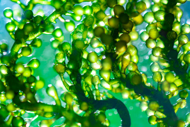 algue spiruline origine bienfaits vertus