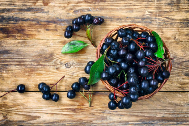 Baie d’Aronia – Plante, bienfaits et consommation d’un fruit aux mille vertus