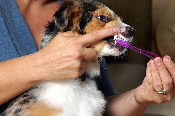 huile de coco chien soin dent dentifrice