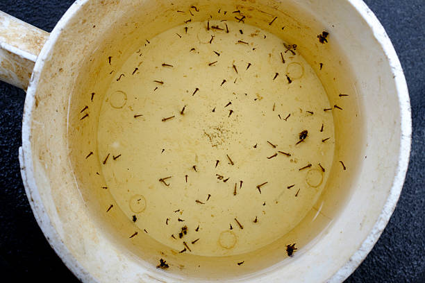 eau remplie de larves moustiques jardin infesté insectes
