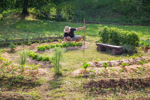 Débuter son potager en permaculture : Conseils et erreurs à ne pas commettre