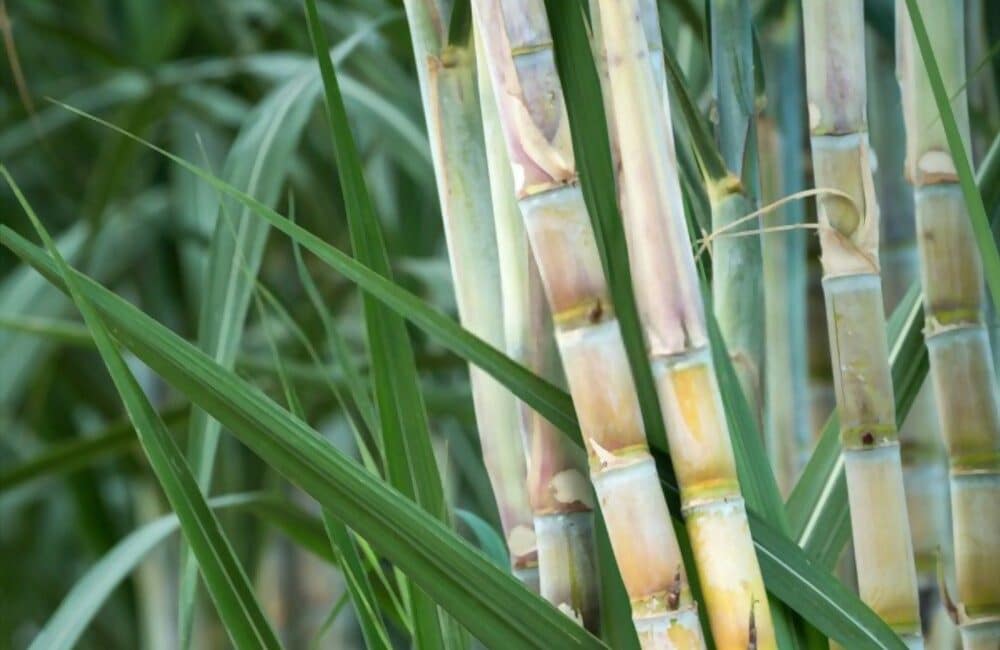 photo d'une plantation de canne à sucre qui peut servir à la fabrication des gourdes en canne à sucre