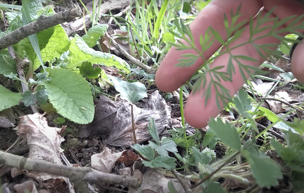 conopode dénudé - Conopodium majus