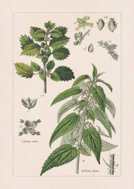 espece plante famille des orties (Urticaceae)