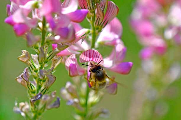 miel blanc sainfoin abeille pollen