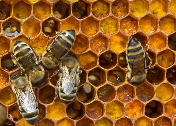 Abeilles faisant du miel et de la gelée royale dans une ruche
