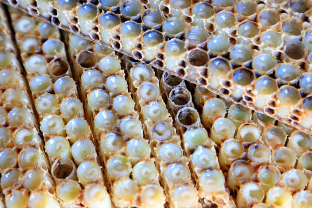 Larves d'abeilles dans une ruche